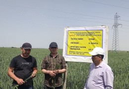 GRAIN SEEDS UNDER INSPECTION CONTROL