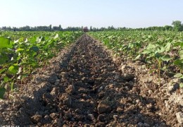 Ғўза майдонларида агротехник тадбирлар муҳим паллага кирди
