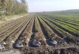 Samarqand: g‘alla parvarishida o‘tkazilayotgan barcha agrotexnik tadbirlar Inspeksiya nazoratida