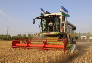 БУХОРОДА УРУҒЛИК ДОН ЎРИМ ЙИҒИМ ИШЛАРИ БОШЛАНДИ