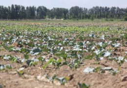 Namangan tumanida 5 ming gektardan ziyod maydonda takroriy ekinlar yetishtirilmoqda