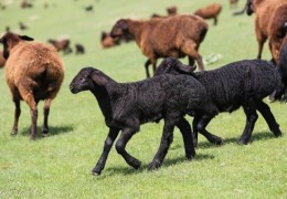 TOShENT VILOYaTIDА ChORVАChILIK YOʼNАLIShI BOʼYIChА АJRАTILGАN SUBSIDIYaLАR IJROSI BOʼYIChА QАNDАY NАTIJАLАRGА ERIShILDI ?