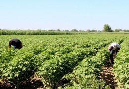 Respublikamizda ekilgan gʼoʼza navlari, koʼchat qalinliklari va hosil shoxlariga bogʼliq holda gʼoʼzani chilpish (chekanka) boʼyicha tavsiyalar