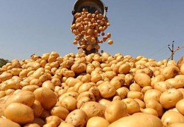 FERMER VA DEHQONLARGA:  URUG‘LIK KARTOSHKALARNI XARID QILISHDA ALDANIB QOLMANG!