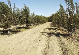 Control has been established over the planting of agricultural crops between the garden and the vineyard.