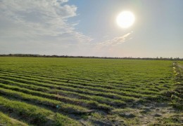 Warnings about negative situations during agrotechnical activities on grain fields are included.