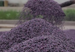 Қашқадарё: Уруғлик чигитлар экишга тайёрланмоқда