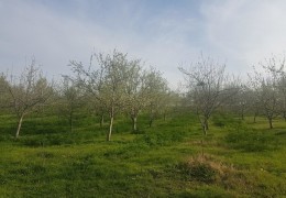 Qishloq xo‘jaligi sohasiga doir Hukumat topshiriqlari ijrosi “O‘zagroinspeksiya” nazoratida