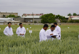 AGROINSPEKSIYA HUZURIDAGI MARKAZDA DON URUG‘LARI NAVDORLIGINI BAHOLASH YUZASIDAN SINOVLAR O‘TKAZILDI