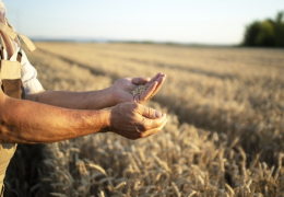 SAMARKAND: 20,000 tons of sara seed grain will be collected in the region