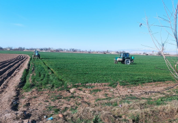G‘ALLA PARVARISHIDA AGROTEXNIK TADBIRLARNING SIFATLI O‘TKAZILISHI – YUQORI HOSIL GAROVI