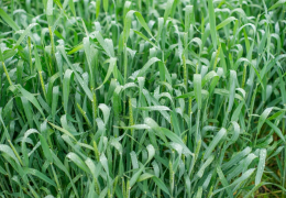 Kuzatilgan davomli yomg‘irlarning boshoqli don ekinlariga taʼsiri va agrotexnik tadbirlar ( Maqola)