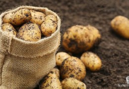 Toshkent viloyatida urugʼlik va isteʼmol kartoshka yetishtirish rivojlanadi