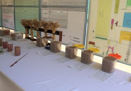 Processing and high-quality planting of seeds of grain crops accumulated for the harvest of 2024 in Surkhandarya region was controlled by the Inspectorate