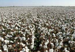 Gʼoʼza defoliatsiyasining oʼtkazish muddatlari belgilandi.