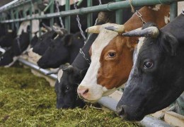 Пахтачи туманига 64 бош наслли қорамоллар келтирилди