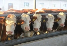 Breeding work is the foundation of the future of animal husbandry