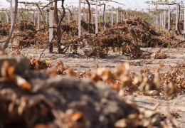 Agroinspeksiya tomonidan bog‘ va tokzorlarni sovuqdan asrash choralari ko‘rilmoqda