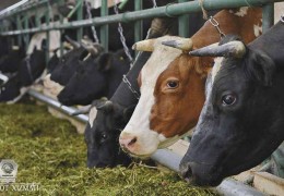 Jizzax viloyatining eng chekka tumanida naslli chorvachilikka ixtisoslashgan dastlabki xoʼjalik faoliyati yoʼlga qoʼyildi