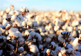 Paxta yig‘im-terimi mavsumida Agroinspeksiya tomonidan amaliy yordamlar ko‘rsatilmoqda