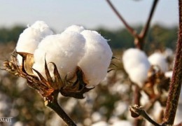 2021 yil hosili uchun qancha miqdorda urugʼlik paxta xom ashyosi jamgʼarildi?