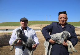 Nurobodda joriy yilda 43 ming boshdan ziyod naslli qorako‘l qo‘zilar olinadi