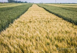 150 ТА ХЎЖАЛИКДА ЯРОҚСИЗ УРУҒЛИК-ДОН ЕТИШТИРИЛГАН
