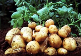 Kelgusida virussiz “Super elita” va “Elita” avlodlariga mansub urug‘lik kartoshka yetishtiriladi