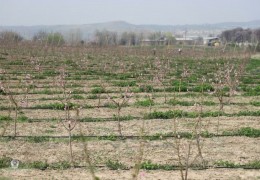 Respublika boʼyicha samarasiz hisoblangan 18,4 ming gektar bogʼ buziladi
