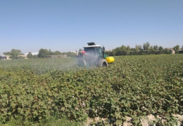 Urug‘lik paxta maydonlarida belgilangan agrotexnik tadbirlar o‘tkazilmoqda