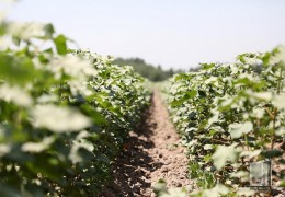 Андижан: ход агротехнических мероприятий на хлопковых полях