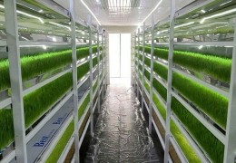 Иштихон туманида гидропоника усулида чорва озуқаси етиштирилмоқда