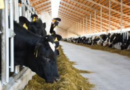 Animal husbandry: implementation of the state program under control