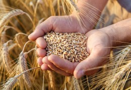 Келгуси йил ҳосили учун 53,8 минг тонна сифатсиз уруғлик дон жамғарилиши олди олинди