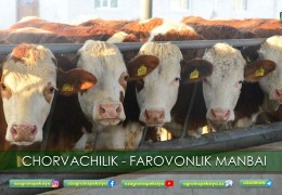 CHORVACHILIK - FAROVONLIK MANBAI