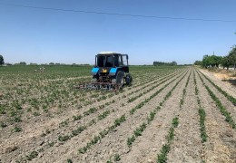 В некоторых регионах плохо организован посев повторных культур.