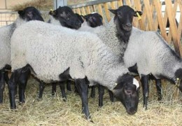 Ohangaron tumanida nasldor qo‘ychilikni rivojlantirish borasida olib borilayotgan ishlar