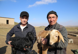 Samarqandga o‘tgan 2021 yilda 7 ming 830 bosh zotdor qo‘ylar keltirilgan