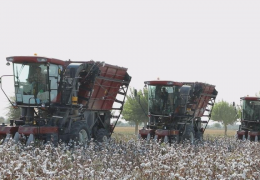 COTTON-2023: more than 200 harvesters are ready for the season in Tashkent region