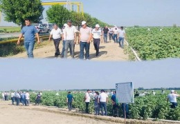 Андижон : Вилоятдаги уруғлик пахта майдонлари апробация ишлари Агроинспекция назоратида