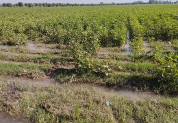 Xatirchi tumanida g‘o‘za agrotexnikasidagi kamchiliklar bartaraf etilmoqda