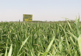 G‘ALLA PARVARISHIDA BAHORGI AGROTEXNIK TADBIRLARNING SIFATLI O‘TKAZILISHI – YUQORI HOSIL GAROVI 