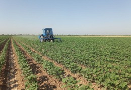 G‘o‘za maydonlaridagi agrotexnik tadbirlar sifatli o‘tkazilmoqdami?