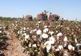 Toshkent viloyati: paxta terish mashinalarining samarali ishlashi nazoratda