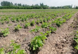 Dehqon xo‘jaliklari tomonidan bahorgi ekin ekish ishlari yakuniga yetkazilmoqda