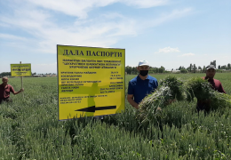 Nav sofligi urug‘chilikning asosiy mezoni