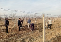 Anorzor va tokzorlarni sovuqdan asrash bo‘yicha tezkor tadbirlar davom ettirilmoqda