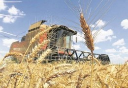 ҒАЛЛА ЎРИМ КОМБАЙНЛАРИ МАВСУМГА ШАЙ