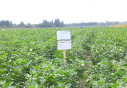 Andijon viloyatining urug‘lik paxta maydonlarida olib borilayotgan agrotexnik tadbirlar Inspeksiya nazoratida