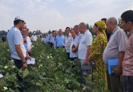 Наманган: ғўза навдорлигини аниқлаш юзасидан дала апробацияси тадбирлари ўтказилмоқда